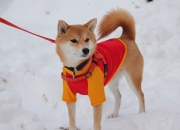 雷火电竞网站-当绿茵化作五线谱，福克斯的独奏之夜与永恒的时间褶皱