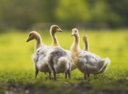 雷火电竞网址-铁血绿茵，当贝蒂斯用西班牙心跳踏平欧洲红魔