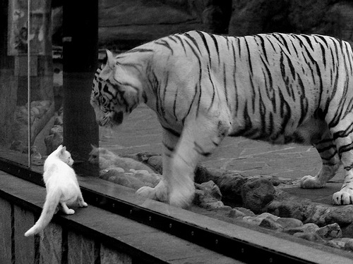 黑白棋盘上的极地风暴,韩国战术机器如何冰封冰岛狂想